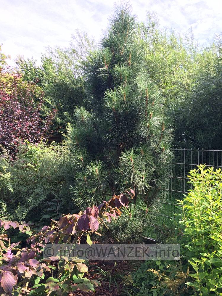 Pinus nigra Pyramidalis 02.JPG